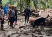 Sinyal Kuat K9 Berbuah Penemuan Jenazah Korban Bencana di Batang Toru