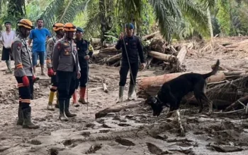 Sinyal Kuat K9 Berbuah Penemuan Jenazah Korban Bencana di Batang Toru