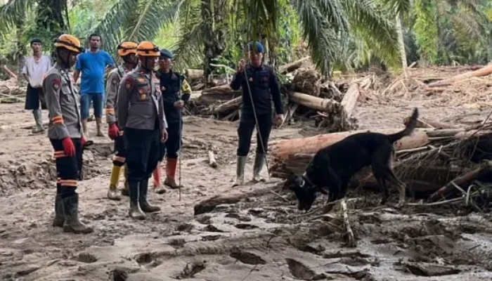 Sinyal Kuat K9 Berbuah Penemuan Jenazah Korban Bencana di Batang Toru