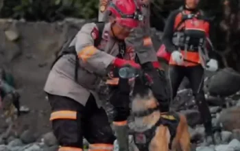 Video Haru Petugas SAR Aceh Beri Minum Anjing K-9 di Tengah Bencana, Simbol Kesetiaan dan Kemanusiaan