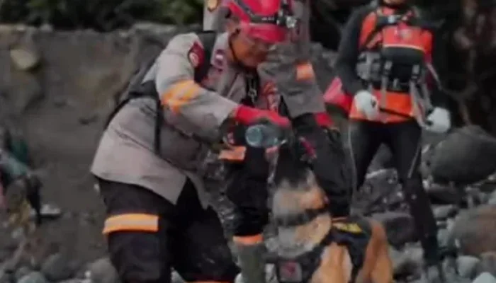 Video Haru Petugas SAR Aceh Beri Minum Anjing K-9 di Tengah Bencana, Simbol Kesetiaan dan Kemanusiaan