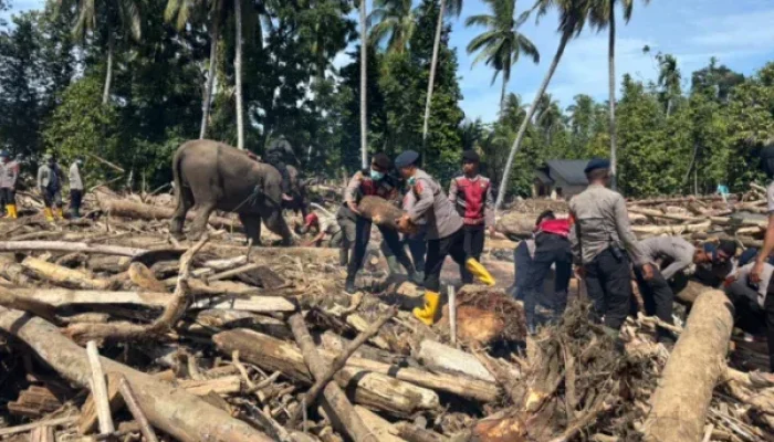 Empat Gajah BKSDA Aceh Bantu Bersihkan Material Banjir di Pidie Jaya