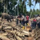 Empat Gajah BKSDA Aceh Bantu Bersihkan Material Banjir di Pidie Jaya