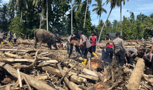 Empat Gajah BKSDA Aceh Bantu Bersihkan Material Banjir di Pidie Jaya