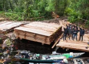Operasi 7 Hari Bongkar 300 Kubik Kayu Ilegal di Inhu, Polisi Tempuh Hutan Belantara hingga Diadang Harimau