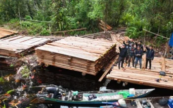 Operasi 7 Hari Bongkar 300 Kubik Kayu Ilegal di Inhu, Polisi Tempuh Hutan Belantara hingga Diadang Harimau