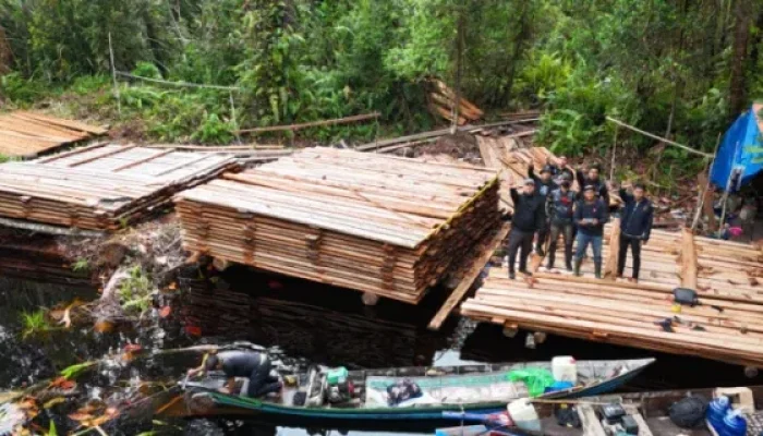 Operasi 7 Hari Bongkar 300 Kubik Kayu Ilegal di Inhu, Polisi Tempuh Hutan Belantara hingga Diadang Harimau