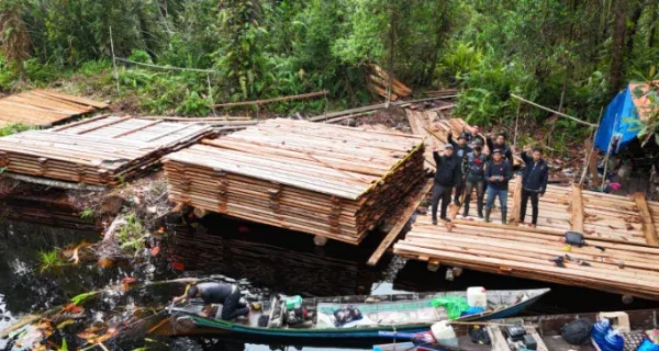 Operasi 7 Hari Bongkar 300 Kubik Kayu Ilegal di Inhu, Polisi Tempuh Hutan Belantara hingga Diadang Harimau