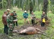 BBKSDA Riau Investigasi Sapi Warga Tewas Diduga Diserang Harimau Sumatera di Siak