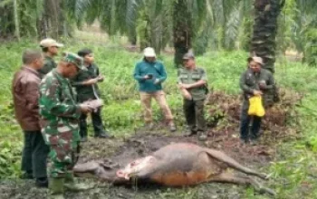 BBKSDA Riau Investigasi Sapi Warga Tewas Diduga Diserang Harimau Sumatera di Siak