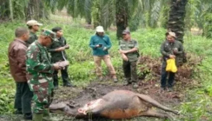 BBKSDA Riau Investigasi Sapi Warga Tewas Diduga Diserang Harimau Sumatera di Siak