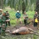 BBKSDA Riau Investigasi Sapi Warga Tewas Diduga Diserang Harimau Sumatera di Siak