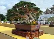 Bonsai Sancang Rp200 Juta Lebih Jadi Perhatian di Pameran Nasional