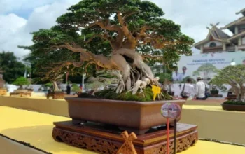 Bonsai Sancang Rp200 Juta Lebih Jadi Perhatian di Pameran Nasional
