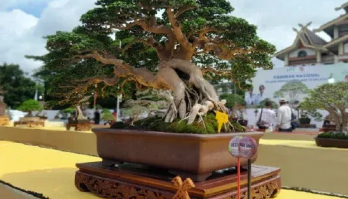 Bonsai Sancang Rp200 Juta Lebih Jadi Perhatian di Pameran Nasional