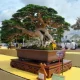 Bonsai Sancang Rp200 Juta Lebih Jadi Perhatian di Pameran Nasional