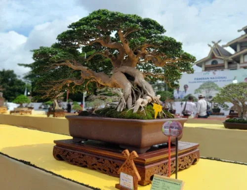 Bonsai Sancang Rp200 Juta Lebih Jadi Perhatian di Pameran Nasional