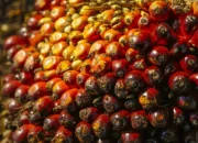 Disbun Riau Tetapkan Harga TBS Sawit Terbaru, Petani Nikmati Kenaikan di Akhir Tahun