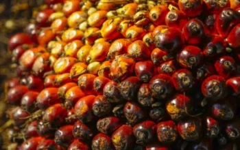 Disbun Riau Tetapkan Harga TBS Sawit Terbaru, Petani Nikmati Kenaikan di Akhir Tahun