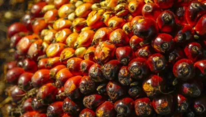 Disbun Riau Tetapkan Harga TBS Sawit Terbaru, Petani Nikmati Kenaikan di Akhir Tahun