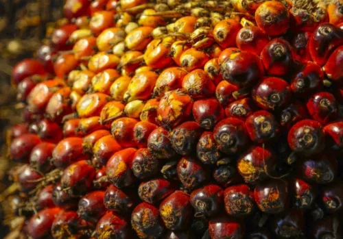 Disbun Riau Tetapkan Harga TBS Sawit Terbaru, Petani Nikmati Kenaikan di Akhir Tahun