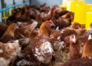 Harga Ayam di Pasar Pagi Arengka Masih Stabil Jelang Tahun Baru