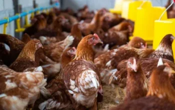 Harga Ayam di Pasar Pagi Arengka Masih Stabil Jelang Tahun Baru