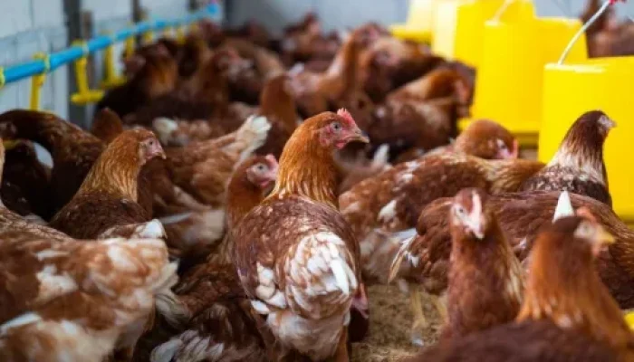 Harga Ayam di Pasar Pagi Arengka Masih Stabil Jelang Tahun Baru