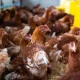 Harga Ayam di Pasar Pagi Arengka Masih Stabil Jelang Tahun Baru