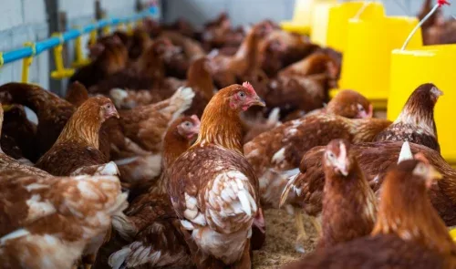 Harga Ayam di Pasar Pagi Arengka Masih Stabil Jelang Tahun Baru