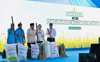 Indonesia Capai Swasembada Pangan 2025, Produksi Beras Cetak Rekor Sejarah