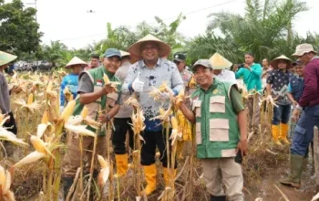 Dukung Swasembada Pangan, Polres Siak dan Pemkab Panen Raya Jagung di Mempura