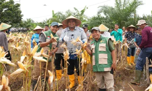 Dukung Swasembada Pangan, Polres Siak dan Pemkab Panen Raya Jagung di Mempura