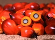 Awal 2026 Harga TBS Sawit Riau Menguat, Petani Nikmati Kenaikan