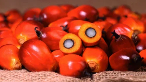 Awal 2026 Harga TBS Sawit Riau Menguat, Petani Nikmati Kenaikan