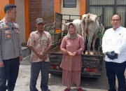 Polisi Bongkar Sindikat Pencurian Sapi di Pringsewu, Satu Pelaku Tewas Usai Melawan Petugas