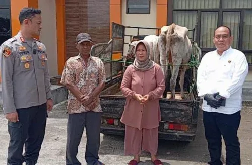 Polisi Bongkar Sindikat Pencurian Sapi di Pringsewu, Satu Pelaku Tewas Usai Melawan Petugas