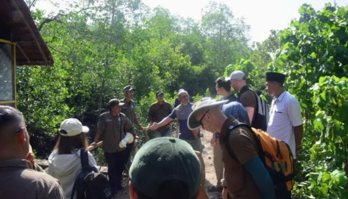 Mangrove Pulau Bengkalis Jadi Magnet Global, Inspirasi Perlindungan Alam Indonesia