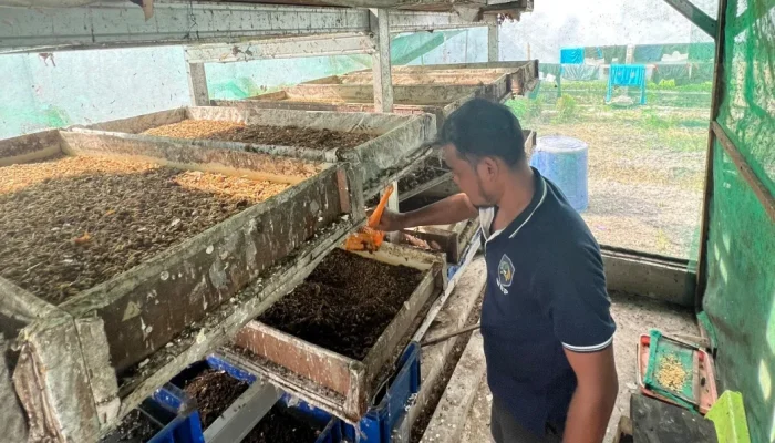 Revolusi di Balik Tembok Pemasyarakatan: Maggot BSF Antar Lapas Bengkalis Menuju Kemandirian