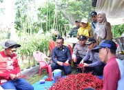 DPRD Bengkalis Apresiasi Petani Wonosari Barat, 4.000 Batang Cabai Tumbuh Subur di Lahan Gambut