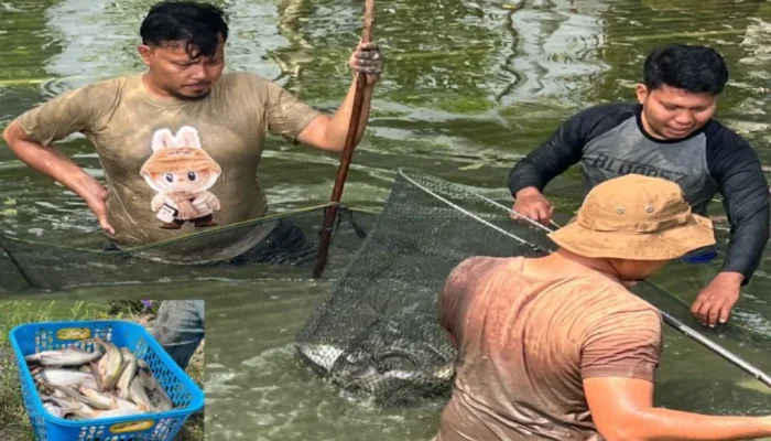 Transformasi Nyata Pemasyarakatan: Lapas Bengkalis Panen 180 Kg Patin Berkualitas