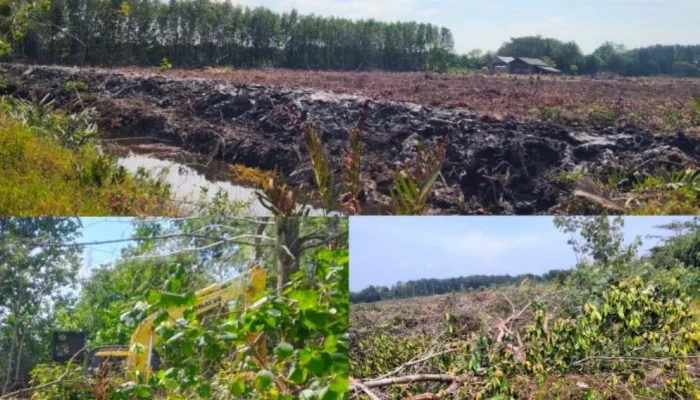 Blue Carbon Bantan Sari Dikorbankan, 3,4 Hektare Mangrove Dibabat demi Tambak Udang