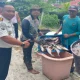 Lapas Bengkalis Panen 266 Kg Ikan Patin, 200 Kilogram Disalurkan untuk Program MBG
