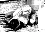 Kisah Tragis Berancah: Pedagang Ditemukan