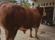 13 Sapi Bantuan Presiden Riau untuk Iduladha 2026 Diseleksi