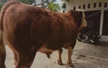 13 Sapi Bantuan Presiden Riau untuk Iduladha 2026 Diseleksi
