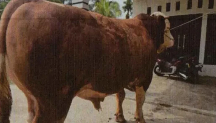 13 Sapi Bantuan Presiden Riau untuk Iduladha 2026 Diseleksi, Bobot Tertinggi Capai 1 Ton