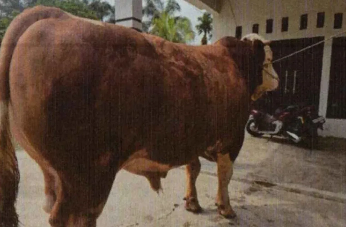 13 Sapi Bantuan Presiden Riau untuk Iduladha 2026 Diseleksi