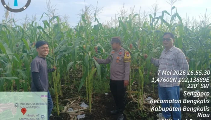 Dari Senggoro, Polsek Bengkalis dan Petani Menguatkan Asa Kemandirian Pangan