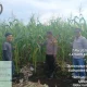Dari Senggoro, Polsek Bengkalis dan Petani Menguatkan Asa Kemandirian Pangan